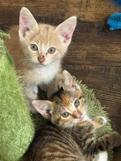 A baby small-sized male Domestic Short Hair cat named Wilson for adoption in Port Allen, LA