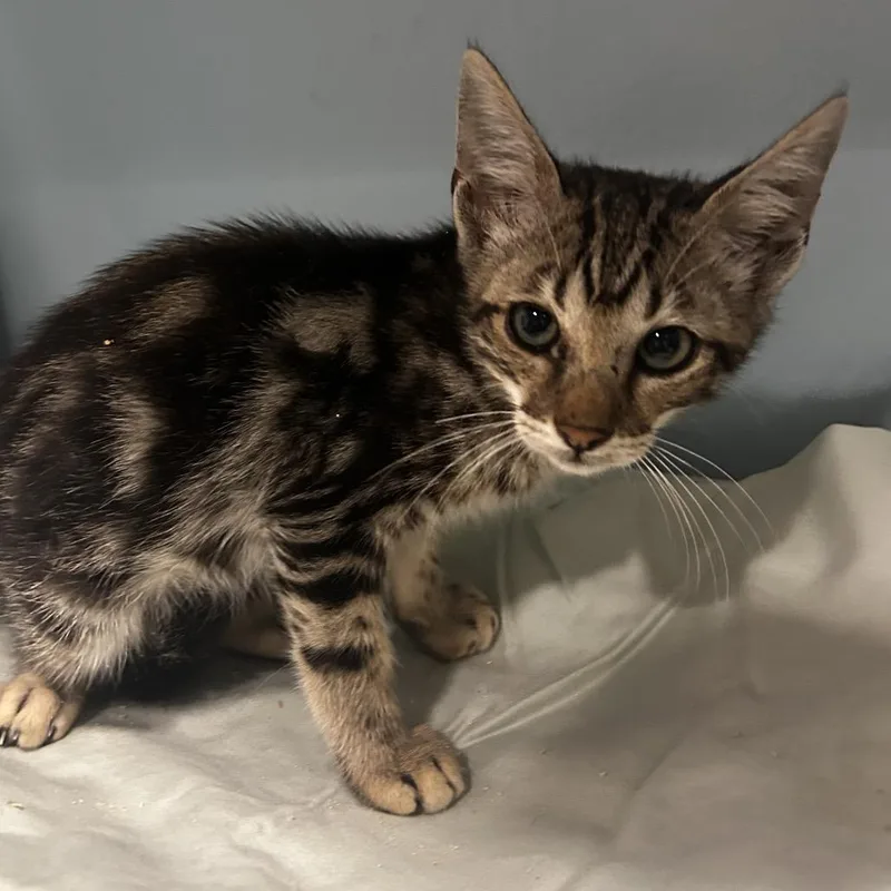 A baby small-sized male Black Domestic Short Hair cat named Phoenix for adoption in Chattanooga, TN