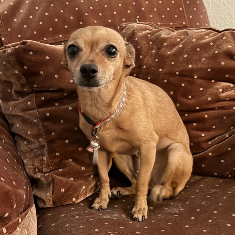 An adult small-sized female Chihuahua dog named Cinderella for adoption in Chandler, AZ