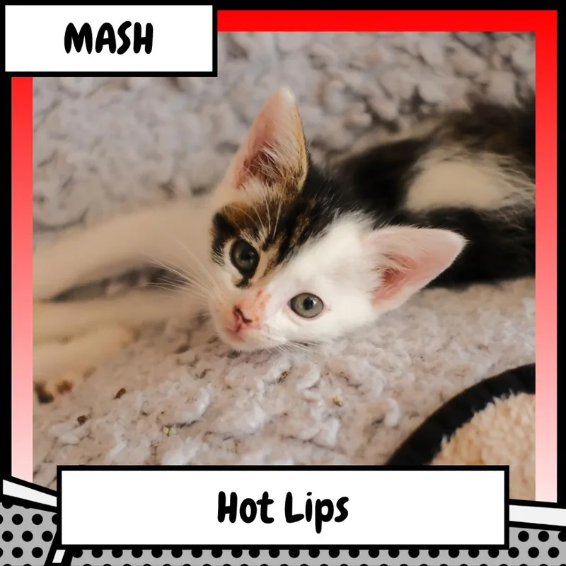 A baby small-sized female White Domestic Short Hair cat named Margaret "Hot Lips" Houlihan for adoption in Suisun City, CA
