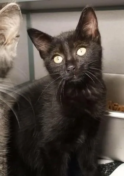 A baby medium-sized female Black Domestic Short Hair cat named Magic for adoption in Waupaca, WI