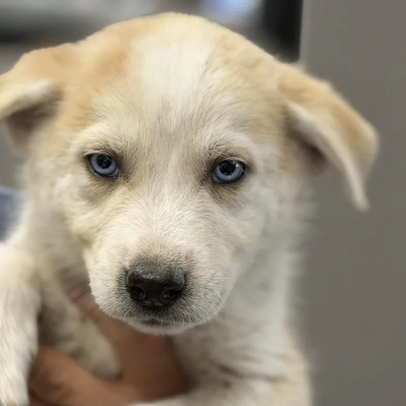 A baby medium-sized male White / Cream Great Pyrenees dog named Earth for adoption in Midland, TX