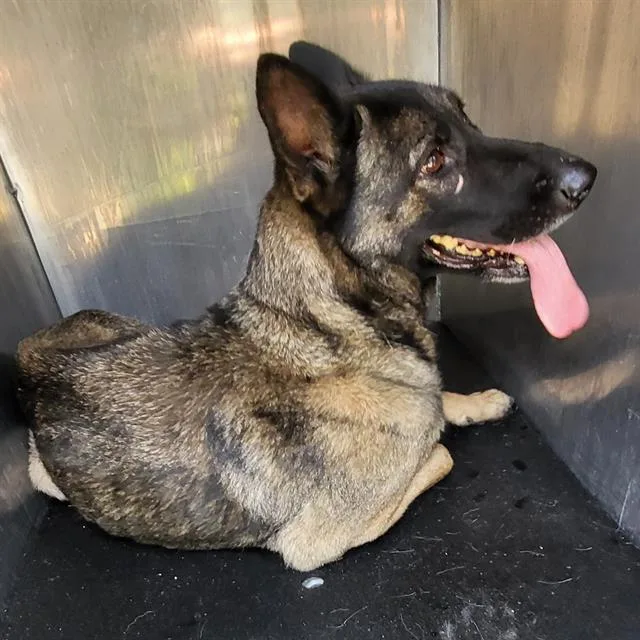 An adult large-sized female German Shepherd Dog dog named Santana for adoption in San Antonio, TX