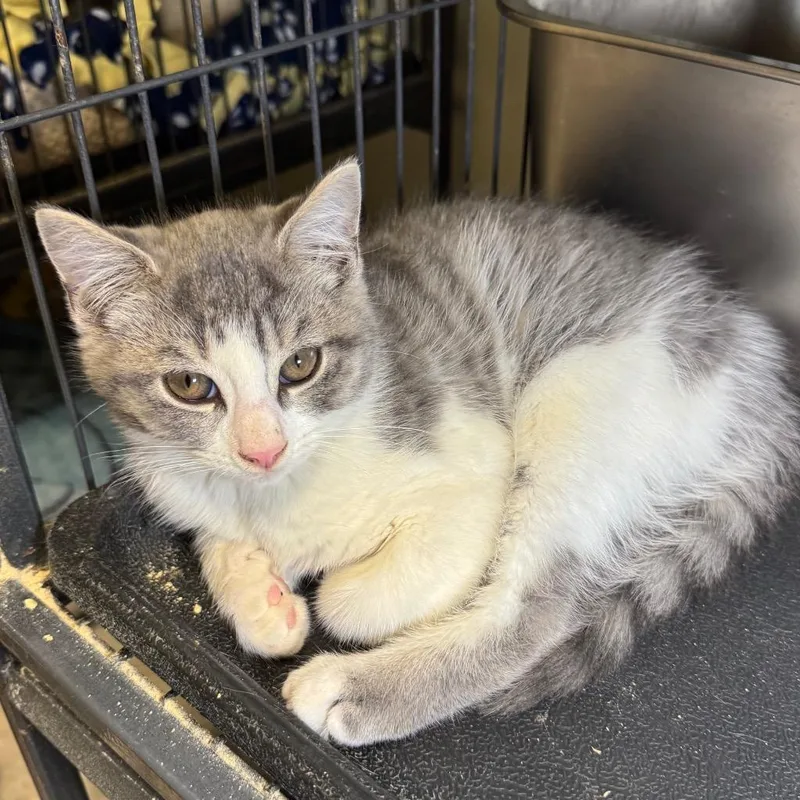 A baby medium-sized female Domestic Short Hair cat named Prometheus for adoption in Saginaw, MI