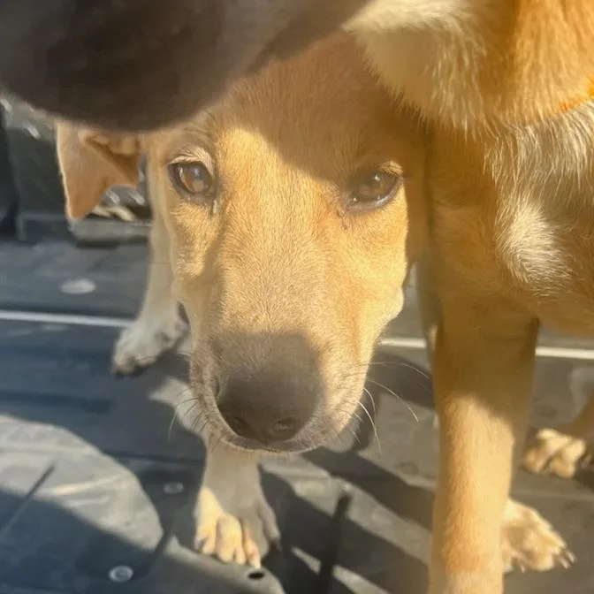 A young small-sized male Retriever dog named Hashbrown for adoption in LaGrange, GA