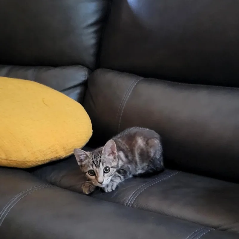 A baby small-sized female Brown / Chocolate Domestic Short Hair cat named Carmelita for adoption in Houston, TX