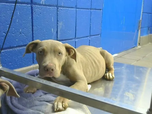 A baby small-sized female Pit Bull Terrier dog named Mary for adoption in Albuquerque, NM