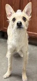 An adult small-sized male Terrier dog named Naruto for adoption in Rio Rancho, NM