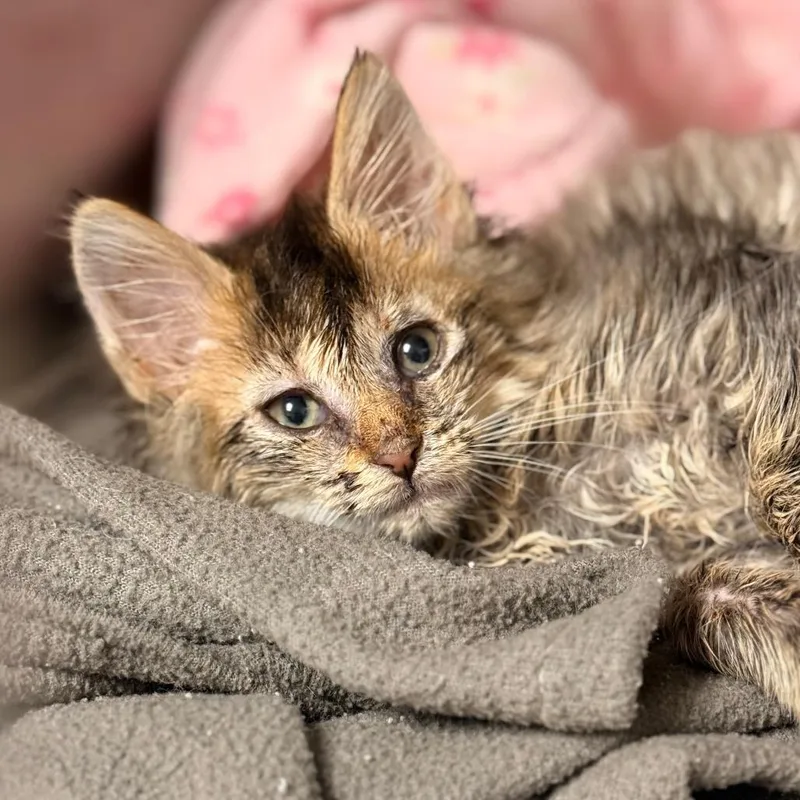 A baby small-sized female Domestic Long Hair cat named Clara for adoption in Cumming, GA
