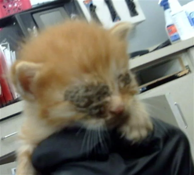 A baby medium-sized male Domestic Short Hair cat named Phoenix for adoption in Dallas, TX