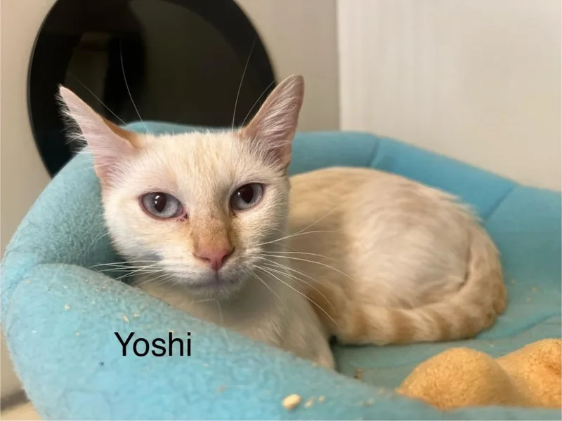 Yoshi Aka Daphne thumbnail 4