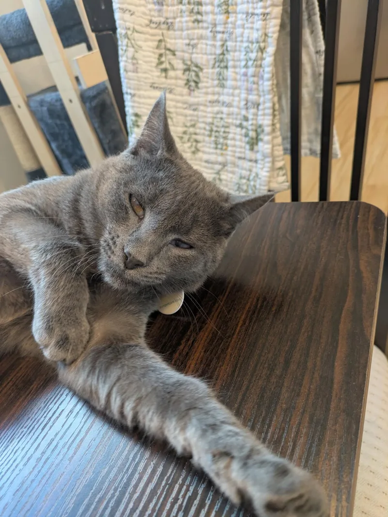 A baby small-sized female Gray / Blue / Silver Domestic Short Hair cat named Paula for adoption in New York, NY
