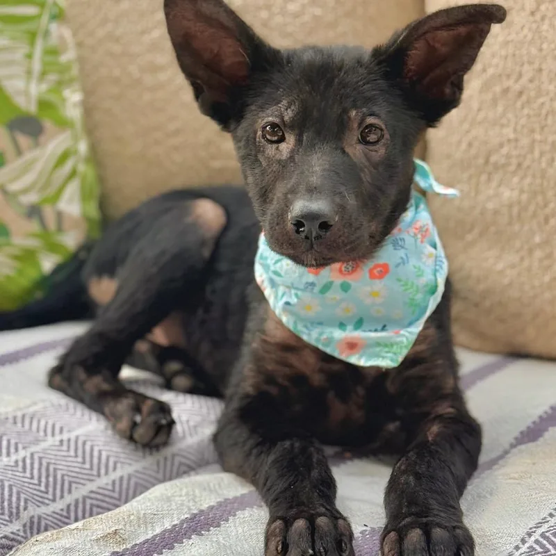 A baby small-sized female Black Mixed Breed dog named Patagonia for adoption in Buffalo, MN
