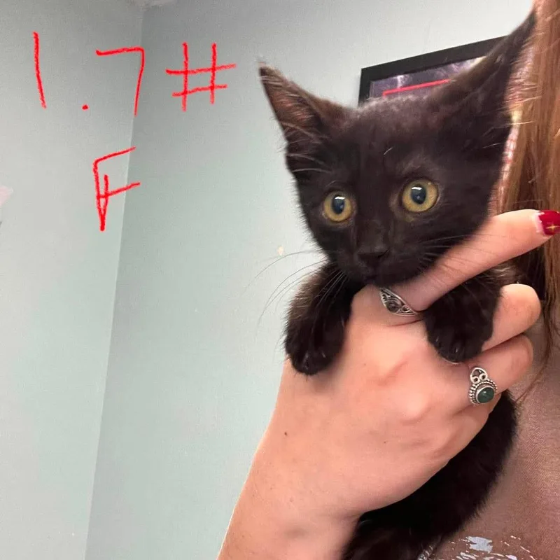 A baby small-sized female Black Domestic Short Hair cat named Canoli for adoption in Edwardsville, IL