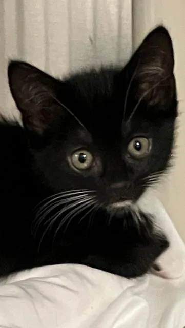 An adult small-sized female Domestic Short Hair cat named Mira for adoption in Venice, FL
