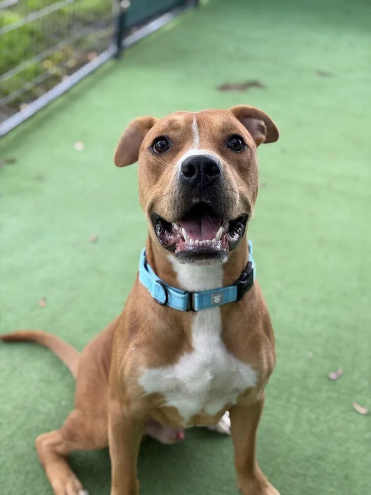 An adult medium-sized male Tricolor (Brown, Black, & White) American Bulldog dog named Marshall for adoption in Lakeland, FL