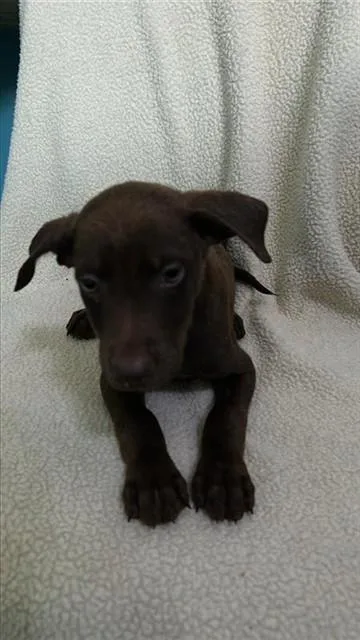 A baby medium-sized male Labrador Retriever dog named One for adoption in Baldwin Park, CA