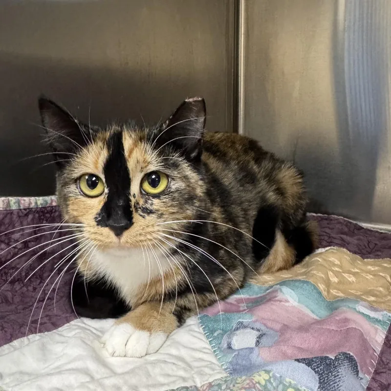 An adult medium-sized female Domestic Short Hair cat named Magdalena for adoption in Windsor, VA