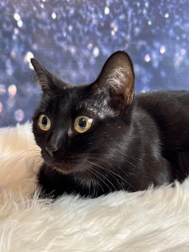 A young medium-sized female Bombay cat named Zariah for adoption in Houston, TX