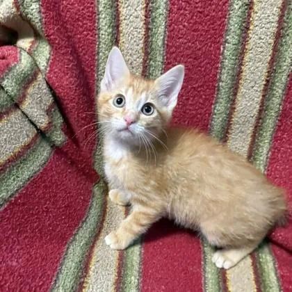 Cinnamon