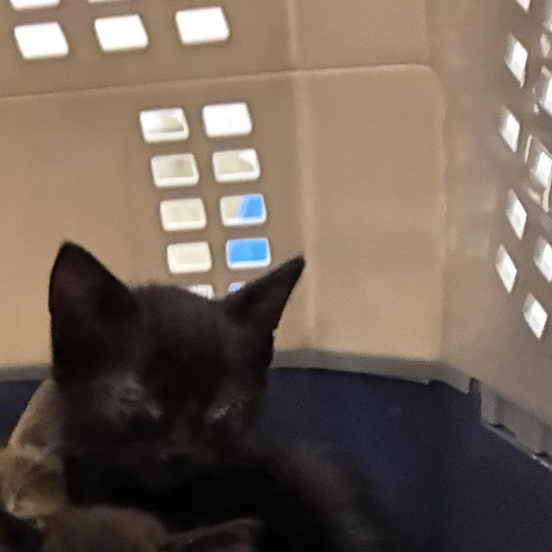 A baby small-sized male Black Domestic Short Hair cat named 71840 for adoption in Harrisonburg, VA
