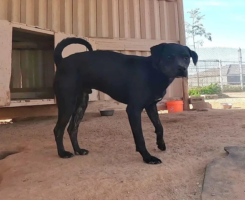 Tangerine thumbnail 2