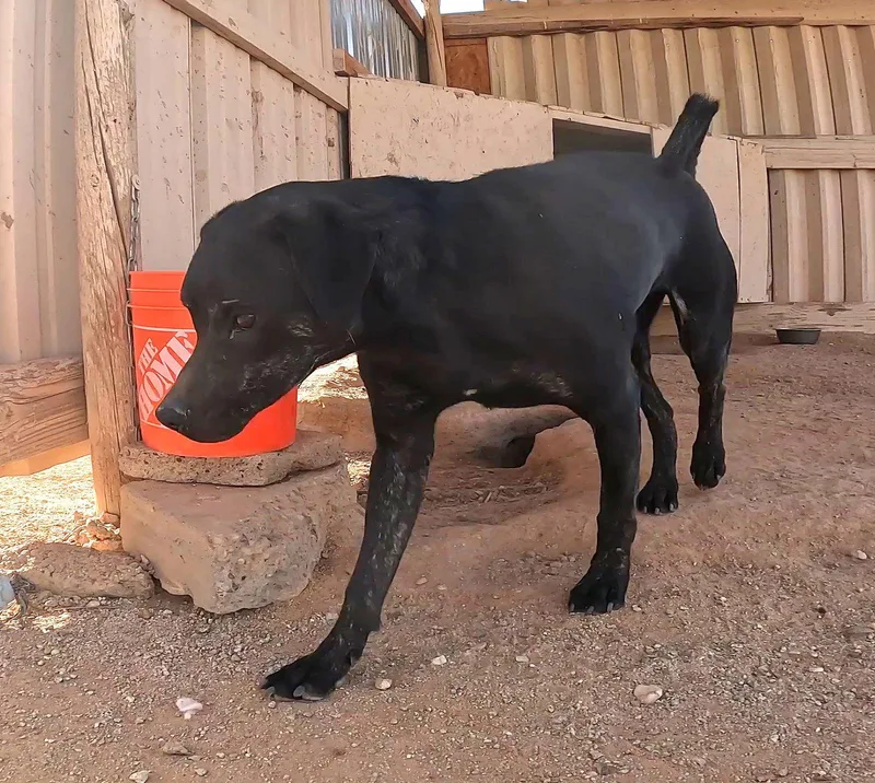 Tangerine thumbnail 3