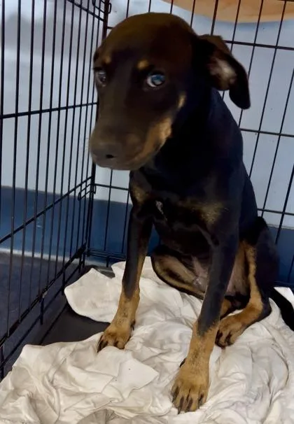 A baby medium-sized male Bicolor Mixed Breed dog named Deer for adoption in Charleston, SC