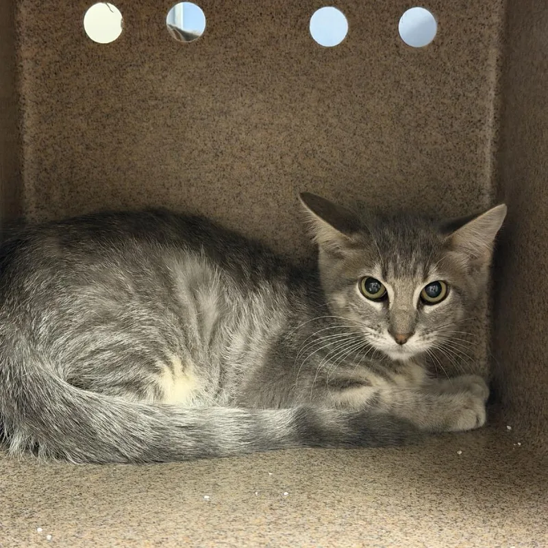 A young small-sized female Gray / Blue / Silver Domestic Short Hair cat named Snickers for adoption in Buchanan Dam, TX