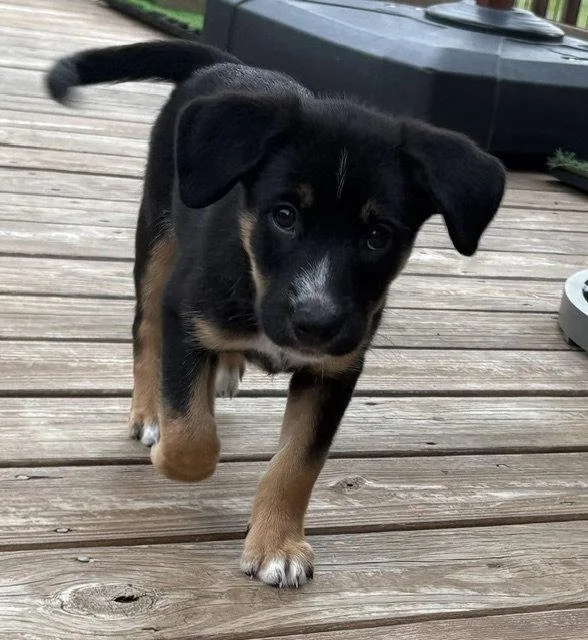A baby large-sized male Australian Shepherd dog named Cold Stone for adoption in Newport, KY