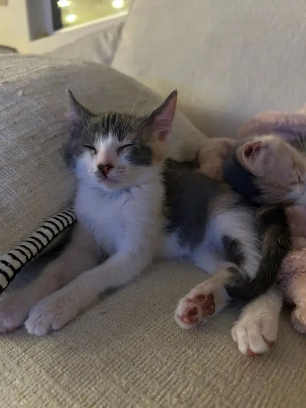 A baby medium-sized female Domestic Short Hair cat named Regina for adoption in Bonsall, CA