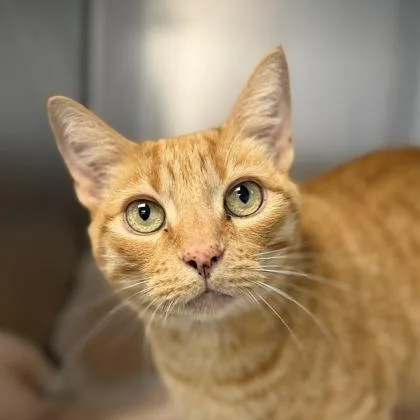 An adult medium-sized male Orange / Red Domestic Short Hair cat named Mr. Lucky for adoption in Sacramento, CA