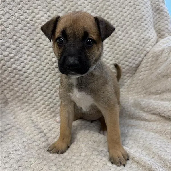 A baby small-sized female Shepherd dog named Rain for adoption in Long Beach, CA