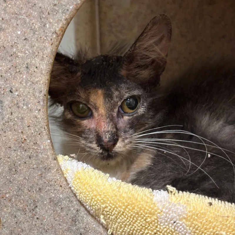 A baby small-sized female Brown / Chocolate Domestic Short Hair cat named Fuzz for adoption in League City, TX