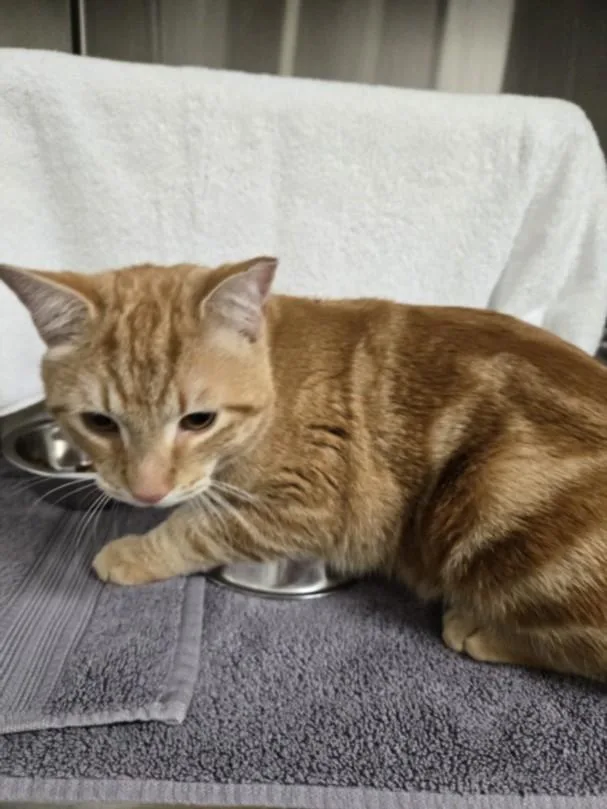 A young medium-sized male Domestic Short Hair cat named Gizmo for adoption in Derwood, MD