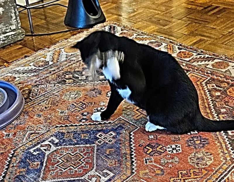 An adult medium-sized male Domestic Short Hair cat named Link for adoption in New York, NY