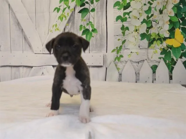 A baby small-sized male Pit Bull Terrier dog named Bruno for adoption in Oroville, CA
