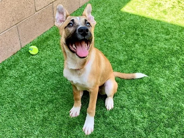 A young small-sized female Anatolian Shepherd dog named Tami for adoption in Moreno Valley, CA