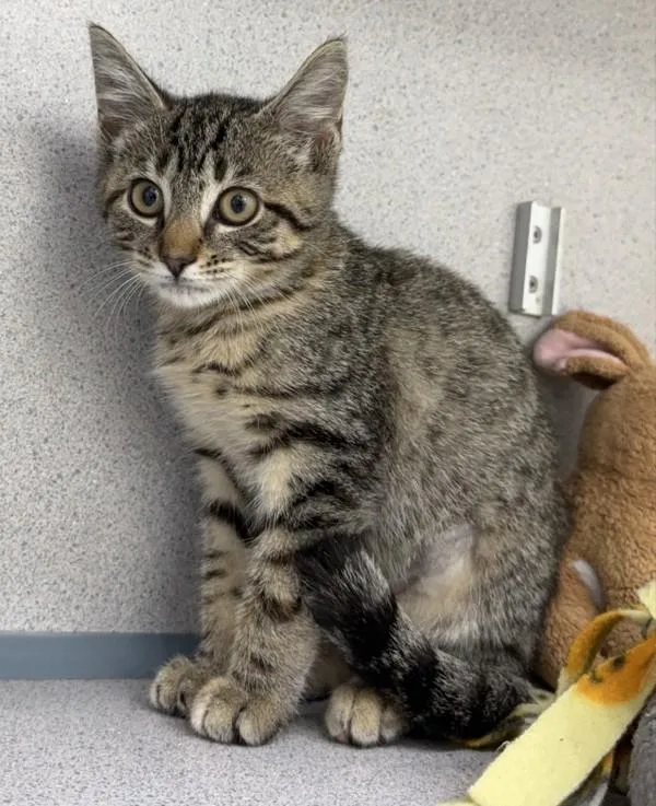 A baby small-sized female Domestic Short Hair cat named Jade for adoption in Skillman, NJ