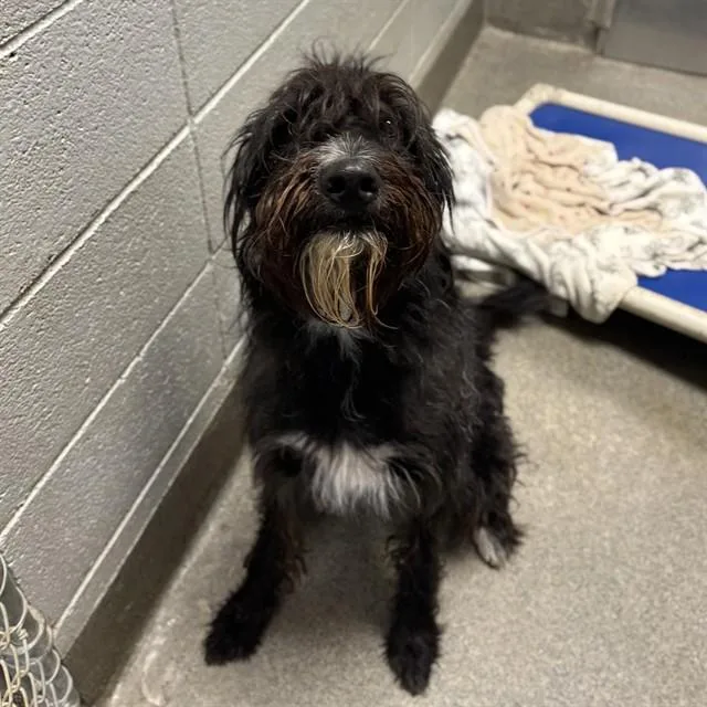 A young medium-sized female Poodle dog named Hufflepuff for adoption in Huntsville, AL