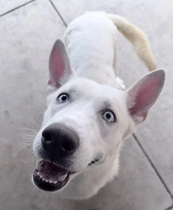 An adult large-sized female Siberian Husky dog named Sienna for adoption in San Diego, CA