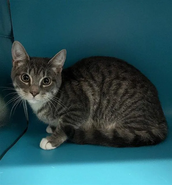 A baby small-sized male Domestic Short Hair cat named Bud for adoption in Tavares, FL