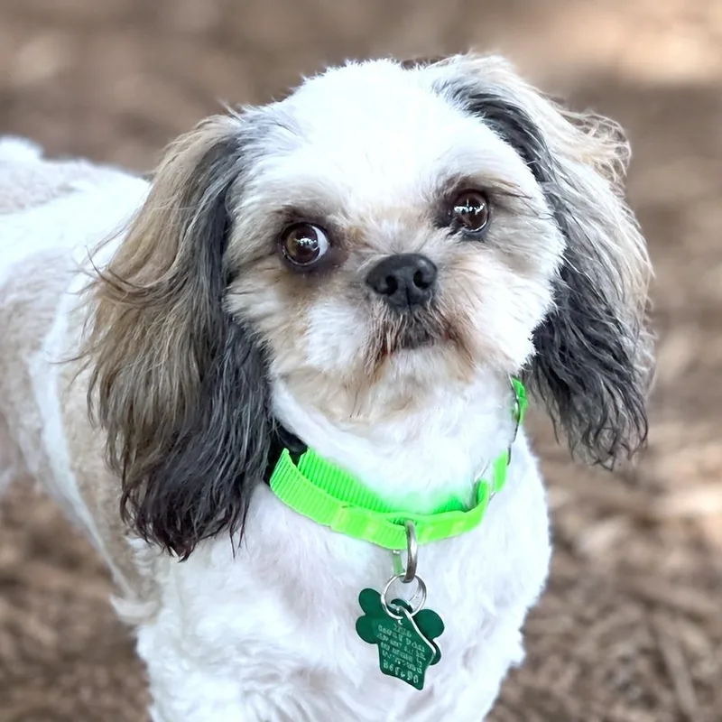 An adult small-sized male Shih Tzu dog named Gimli for adoption in Boerne, TX