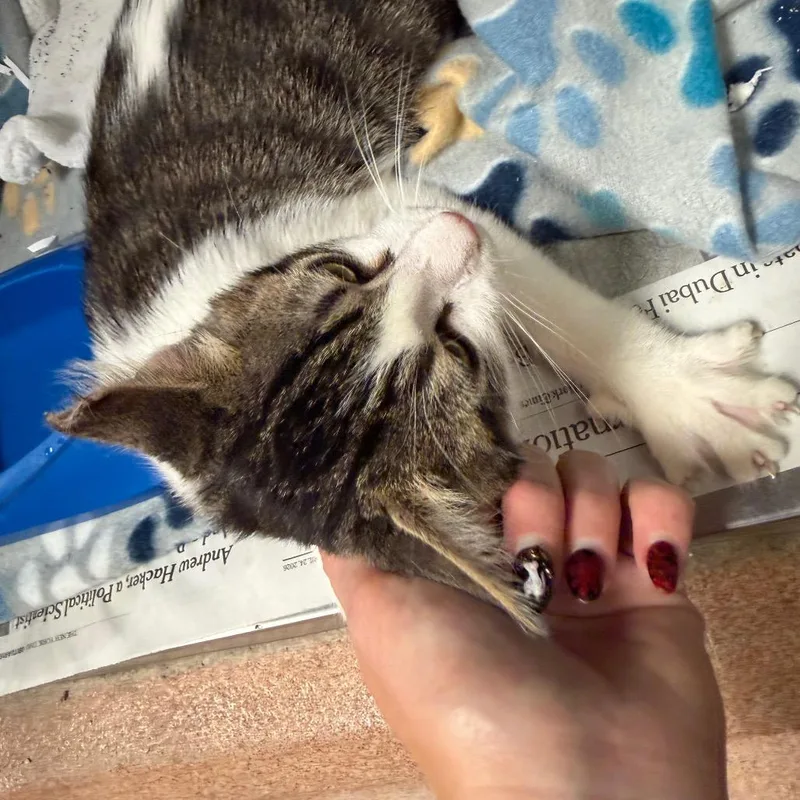 A young small-sized male Gray / Blue / Silver Domestic Short Hair cat named MeMow for adoption in Columbus, GA