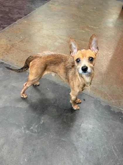 An adult small-sized male Mixed Breed dog named Angus Macchiato for adoption in Memphis, TN