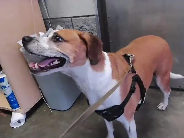 An adult large-sized male Boxer dog named Clark for adoption in Tulsa, OK