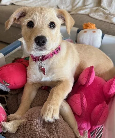 A baby small-sized female Apricot / Beige Terrier dog named Rose for adoption in Coachella, CA