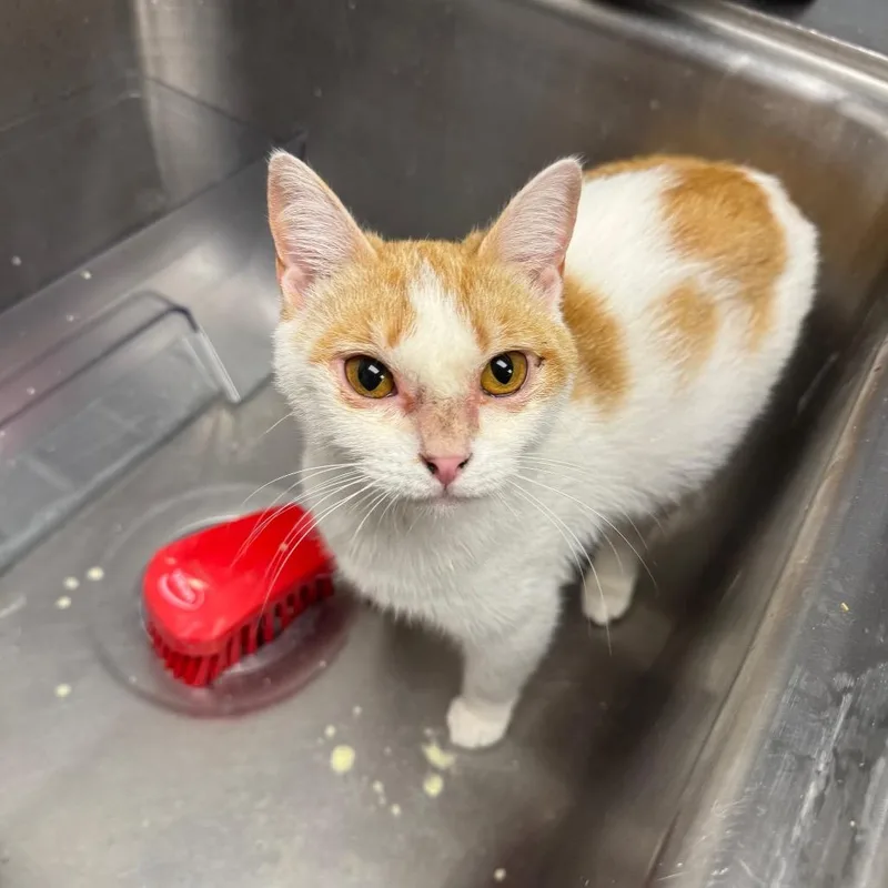 An adult medium-sized female White Domestic Short Hair cat named Mona for adoption in Birmingham, AL