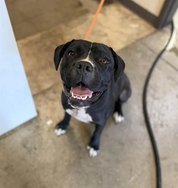 A young medium-sized female Pit Bull Terrier dog named Elsie for adoption in Ontario, CA