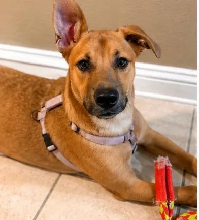 A baby medium-sized female Black Boxer dog named Willow for adoption in Liverpool, TX